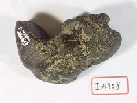 藏品(破骨一塊)的圖片